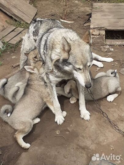 Щенки западно сибирской лайки
