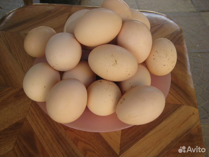 Яйца куриные и цесариные- птица убойная из лпх