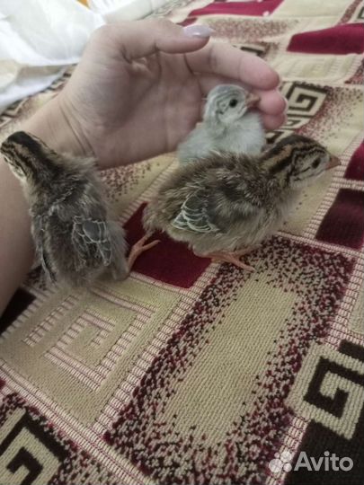 Цыплята цесарки