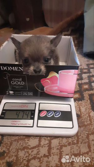 Щенки чихуахуа