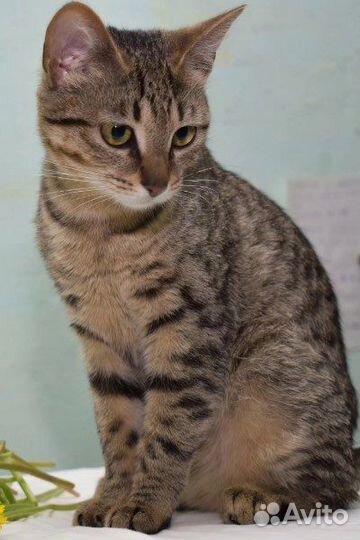 Европейская короткошерстная