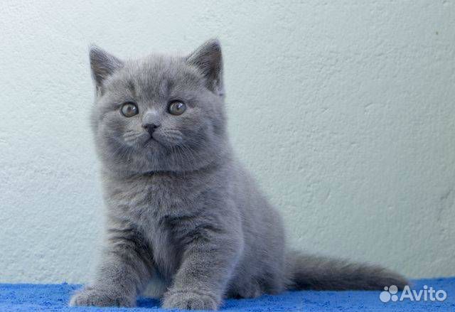 Ласковые британские котята