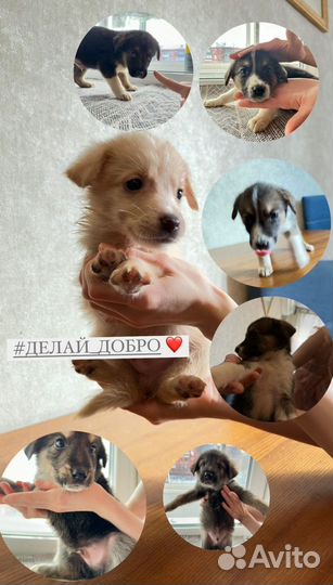 Щенки в добрые руки