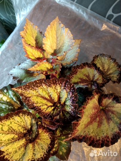 Бегония декоративно лиственная