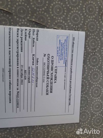 Продам кобеля зсл