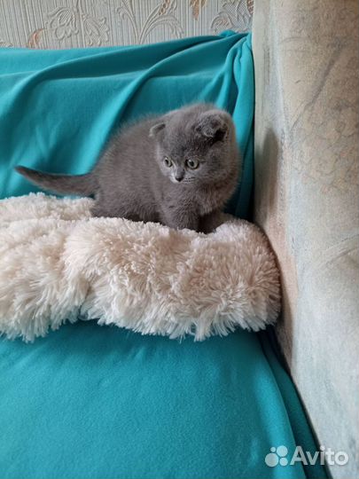 Шотландские котята