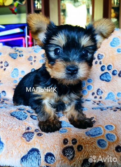 Йоркширский терьер мини беби фейс щенки