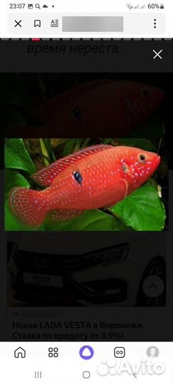 Аквариумные рыбки хромисы красавцы