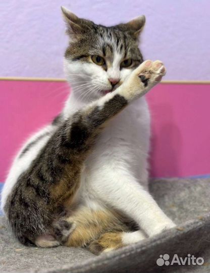 Котенок без хвостика