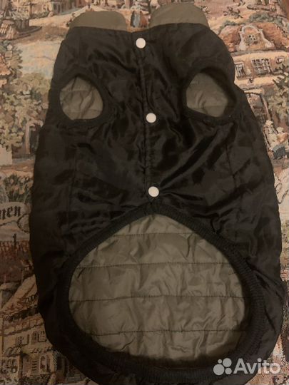 Одежда для разных пород собак