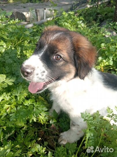 Щенок Стаффорда