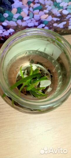 Мальки гуппи