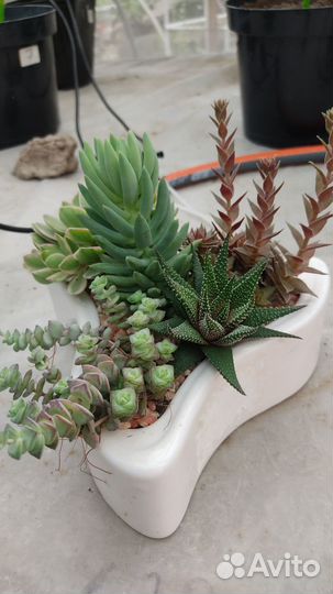 Садик с суккулентами