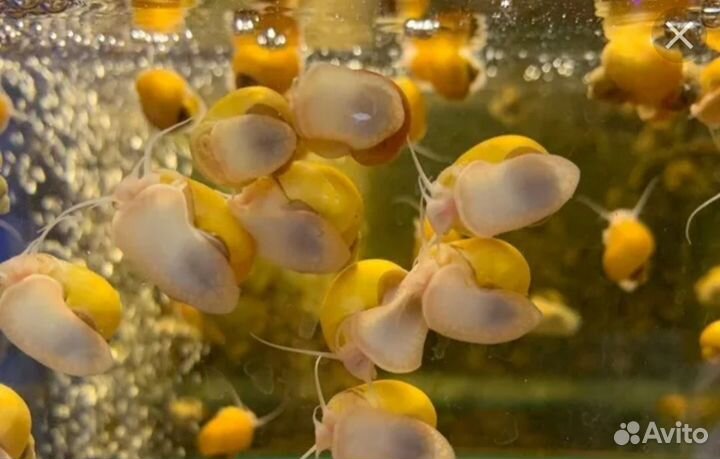 Улитки аквариумные ампулярии