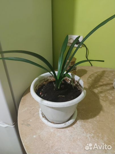 Кливия 2 шт. В одном горшке