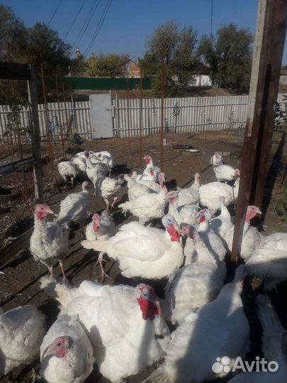 Индейка на праздничный стол