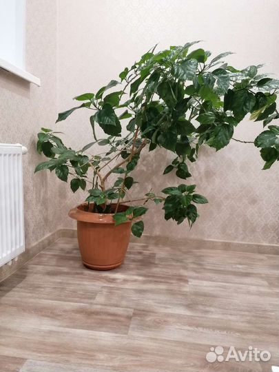 Гибискус китайская роза