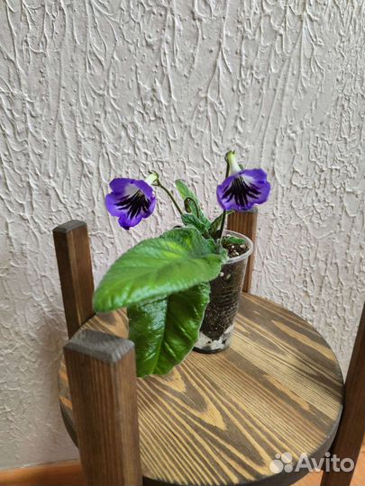 Цветущие стрептокарпусы