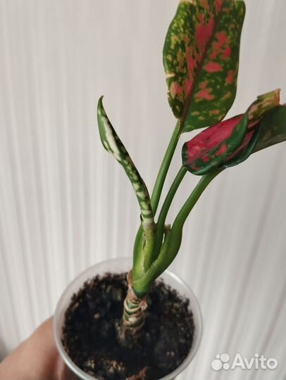 Аглаонема chery беби