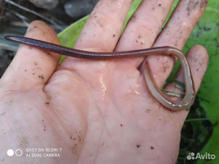 Червь навозный для рыбалки