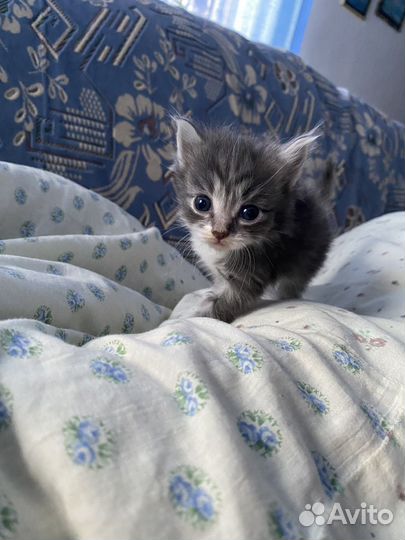 Котята малыши