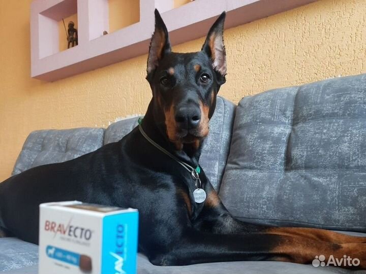 Щенки добермана