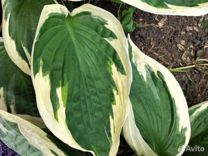 Хоста растение