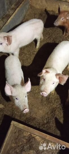 Поросята