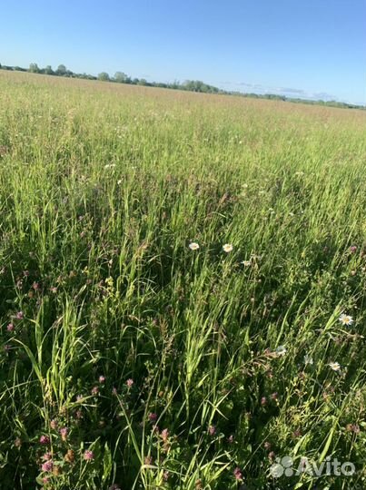 Сено в тюках