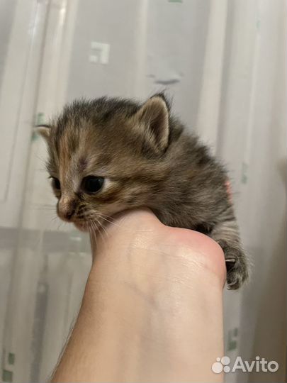 Кошечка бесплатно