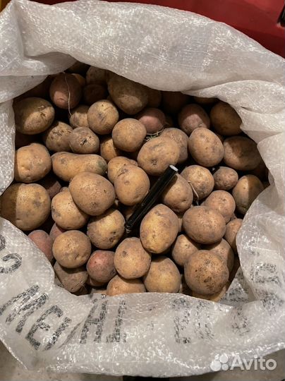 Картошка мелкая