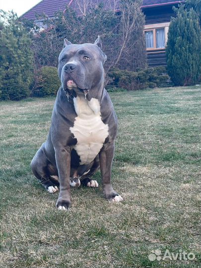 Американский булли xl