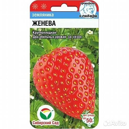Земляника Женева крупноплодная