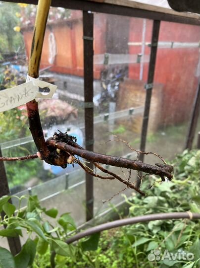 Пион пион ред сара бернар