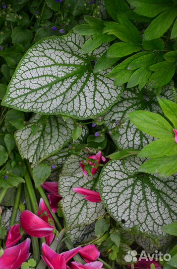 Красота для сада