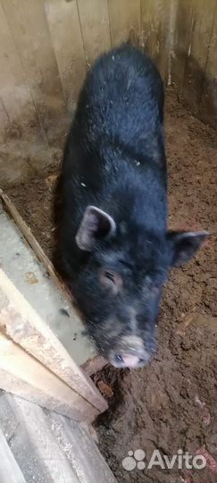 Вьетнамский вислобрюхий хряк