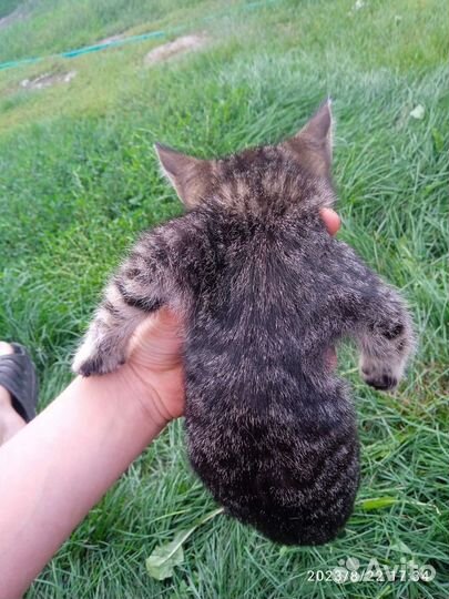 Отдам тигрицу