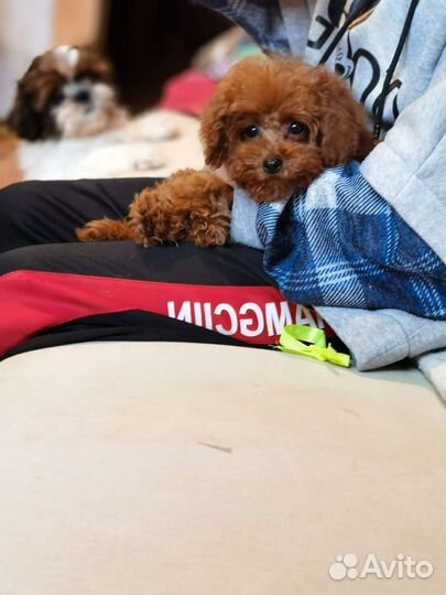 Мальтипу микро