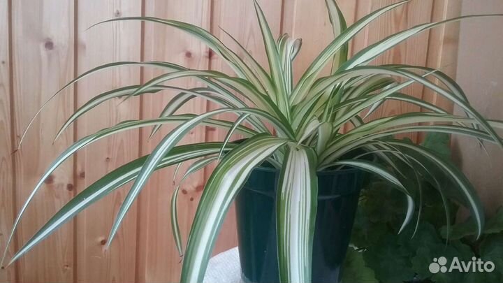 Хлорофитум для очистки воздуха