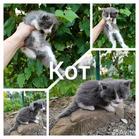 Очаровательные котята ищут дом