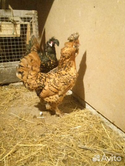 Семьи поодных птиц, перепела, индюки