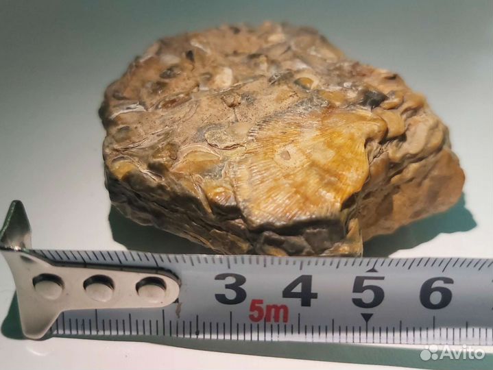 Окаменелое дно древнего моря