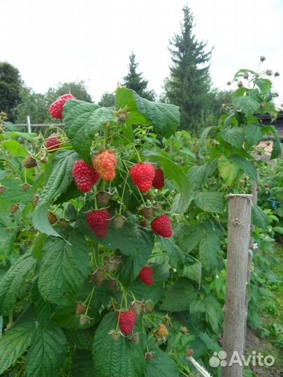 Малина ремонтантная (красная) саженцы