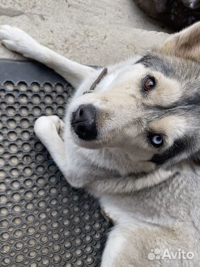 Хаски в добрые руки