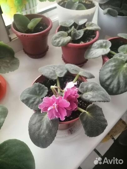 Фиалка в горшках