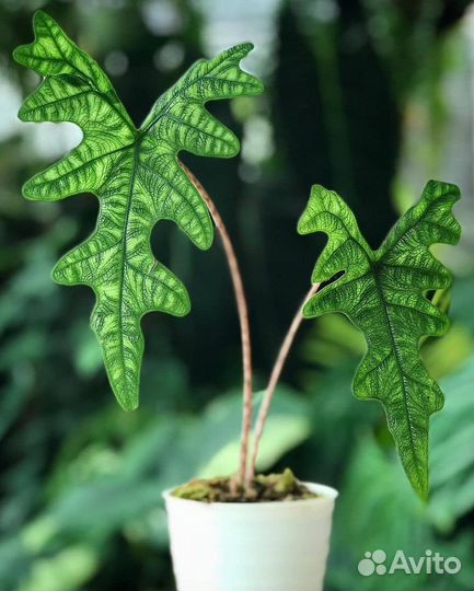 Аллоказия (анторо, Жаклин, ниндзя,драгон бреф и др