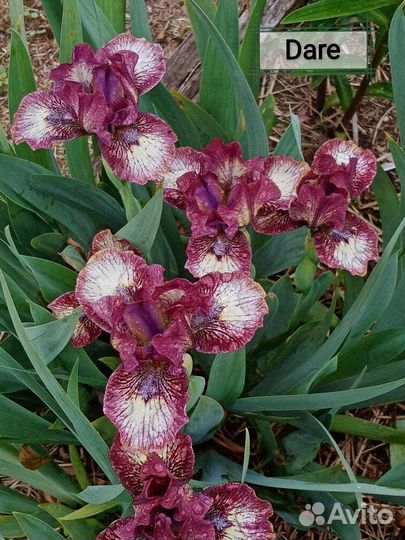 Ирисы карликовые