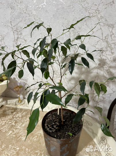 Фикус бенджамина