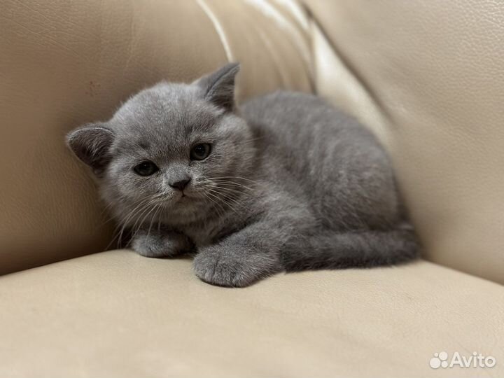 Британские котята