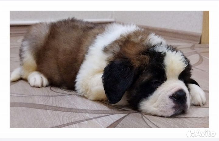 Девушки сенбернара Зарина и Загадка